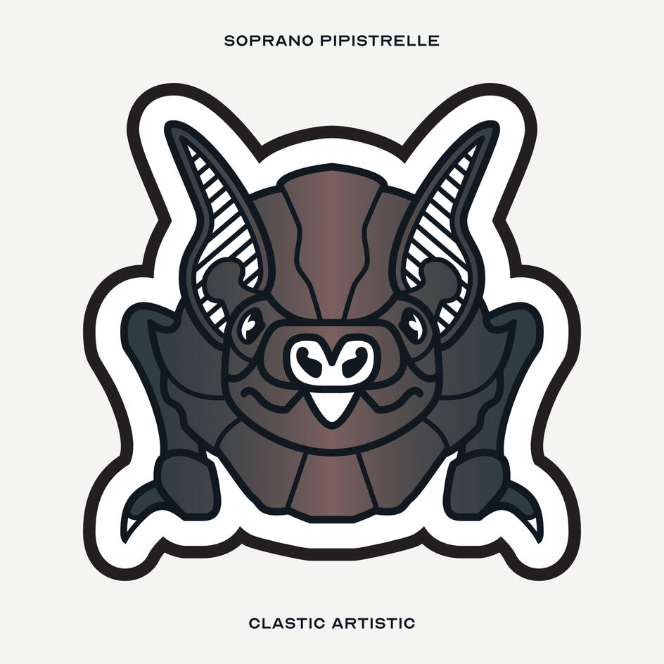 Stylised vector illustration of a Soprano Pipistrelle facing towards the viewer